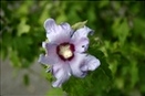Blume 01