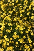 gelbe Blumen – Bild von spx (2007) – Kurpark Oberlaa Wien