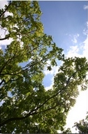 Baum & Wolken
