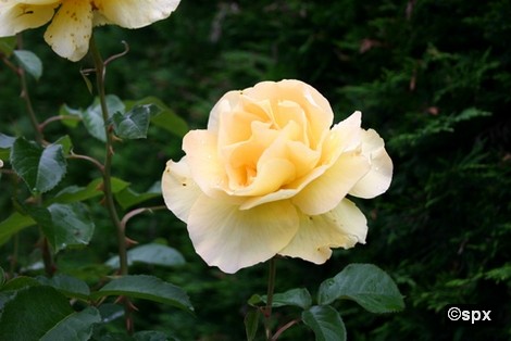 Rose 002 Garten (spx)