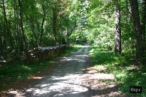 Waldweg 004 (spx)