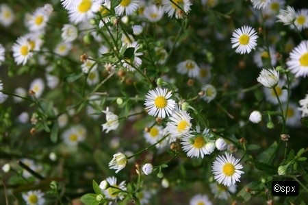 Blume 46 (spx)