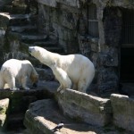 i6446-schoenbrunn-eisbaeren