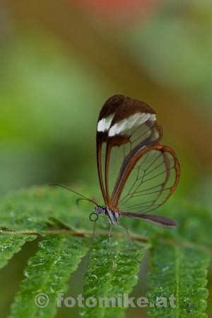 Glas_Schmetterling