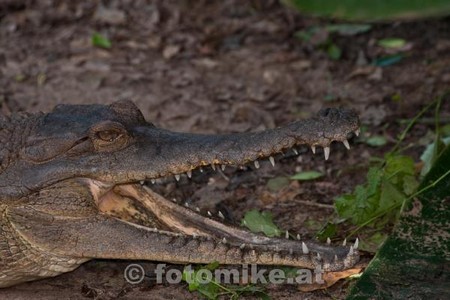 St Lucia Wetland Park-4