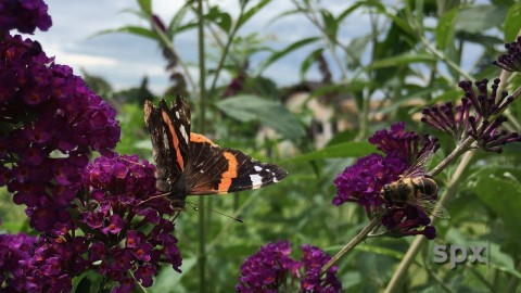 Schmetterling